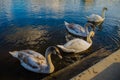 Swans in Love Royalty Free Stock Photo