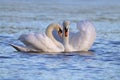 Swans in Love Royalty Free Stock Photo