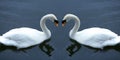 Swans in love Royalty Free Stock Photo