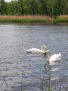 Swans in love Royalty Free Stock Photo