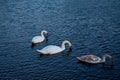 Swans in lusty beg Royalty Free Stock Photo