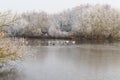 Swans, Mallards and other birds on a part frozen lake, surrounded by frost covered trees