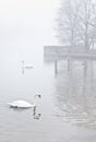 Swans on misty lake near pier Royalty Free Stock Photo