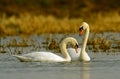 Swans Royalty Free Stock Photo