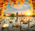 Swans near Charles bridge