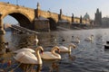 Swans near to Charles bridge