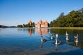 Swans near Trakai castle Royalty Free Stock Photo