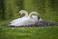 Swans Nest Royalty Free Stock Photo