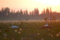 The swans nest Royalty Free Stock Photo