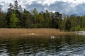 Swans nest in the reeds. A pair of beautiful white swans hatch an egg with offspring. Family of birds on the nature landscape. Royalty Free Stock Photo