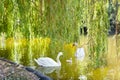 Swans with nestlings Royalty Free Stock Photo