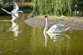 Swans with nestlings Royalty Free Stock Photo