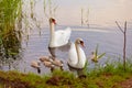 Swans with nestlings at sunset Royalty Free Stock Photo