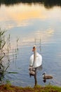 Swans with nestlings at sunset