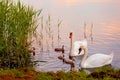 Swans with nestlings at sunset