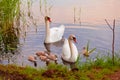 Swans with nestlings at sunset Royalty Free Stock Photo