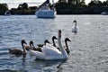 Swans in Norway.