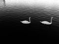 Swans out for a Swim around the lake