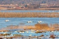 Swans over a lake at spring