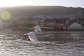 Swans over the Moselle river, Luxembourg