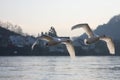 Swans over the Moselle river, Luxembourg