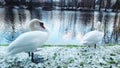 Swans overwinter on the water canal of Slupsk Royalty Free Stock Photo