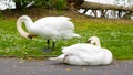 Swans pair in the park at lake