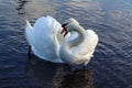 Swans in Love