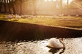 Swans in the park Brugge Royalty Free Stock Photo