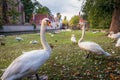 Swans in peaceful botanic park near Beguinage, Bruges, Belgium Royalty Free Stock Photo