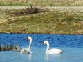 Swans is playing in the lake Royalty Free Stock Photo