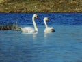 Swans is playing in the lake Royalty Free Stock Photo
