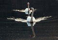 Swans on a pond Royalty Free Stock Photo