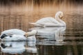 Swans in the pond on a gray autumn morning. Aesthetic photography in beige tones Royalty Free Stock Photo