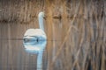 Swans in the pond on a gray autumn morning. Aesthetic photography in beige tones Royalty Free Stock Photo