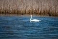 Swans, pond lakes, fish, breeding, mating season, migrations, bird migration, nesting, egg-laying, young