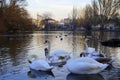 Swans. The pond in the Park. At sunset