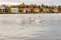 Swans in pond in reykjavik, iceland. Swans with white plumage on water surface. Flock of waterfowl birds on suburban