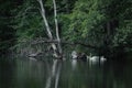 Swans on the pond Royalty Free Stock Photo