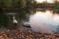 Swans on a Pond Royalty Free Stock Photo