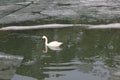Swans on pond in zoo