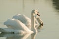 Swans in the rays of the rising sun Royalty Free Stock Photo