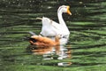 Swans and red ducks swim together in a pond