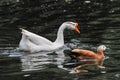 Swans and red ducks swim together in a pond