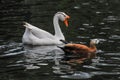 Swans and red ducks swim together in a pond