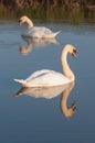 Swans reflected in water