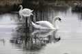 Swans reflected