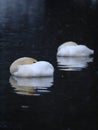 Swans reflections Royalty Free Stock Photo