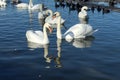 Swans reflections Royalty Free Stock Photo