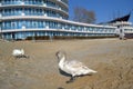 Swans at resort beach,Bulgaria